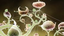 Test : Botanicula (PC, Mac)