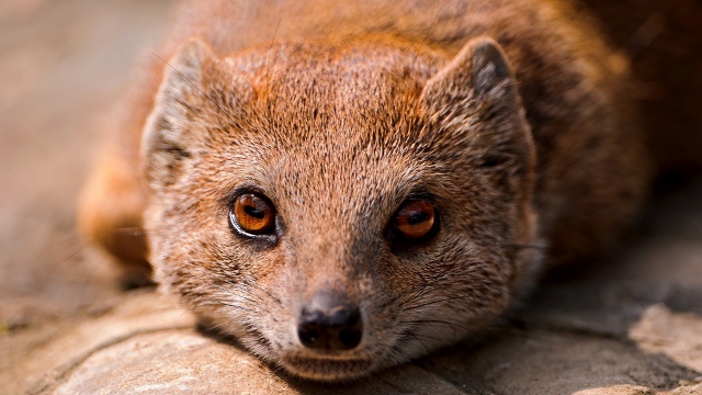 Le Blog de La Mangouste