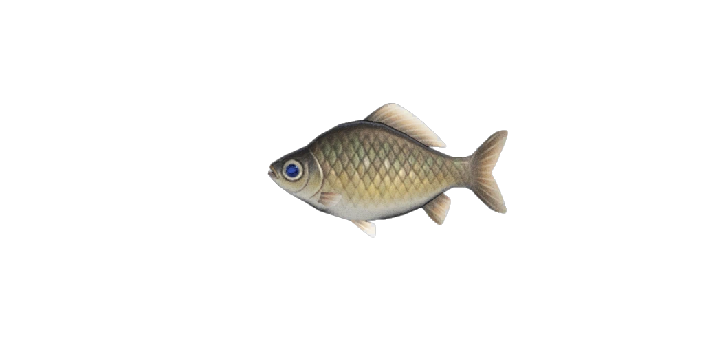 Carassin d'ACNH sur Nintendo Switch 2.