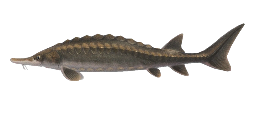 L'esturgeon dans Animal Crossing New Horizons. L'esturgeon dans Animal Crossing New Horizons.