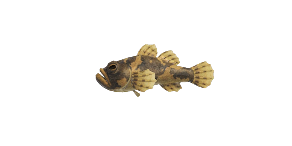 Gobie d'eau douce dans New Horizons, le jeu vidéo sur Nintendo Switch et Switch 2. Gobie d'eau douce dans New Horizons, le jeu vidéo sur Nintendo Switch et Switch 2.