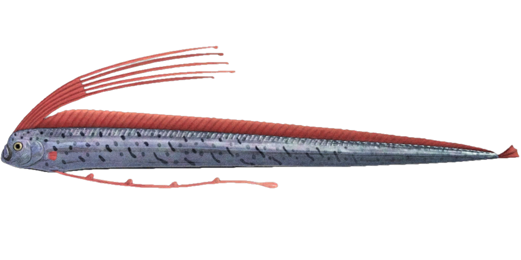 Le Poisson-Ruban dans AC New Horizons sur Switch et Nintendo Switch 2.