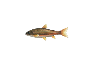 Vandoise dans Animal Crossing New Horizons. Vandoise dans Animal Crossing New Horizons.