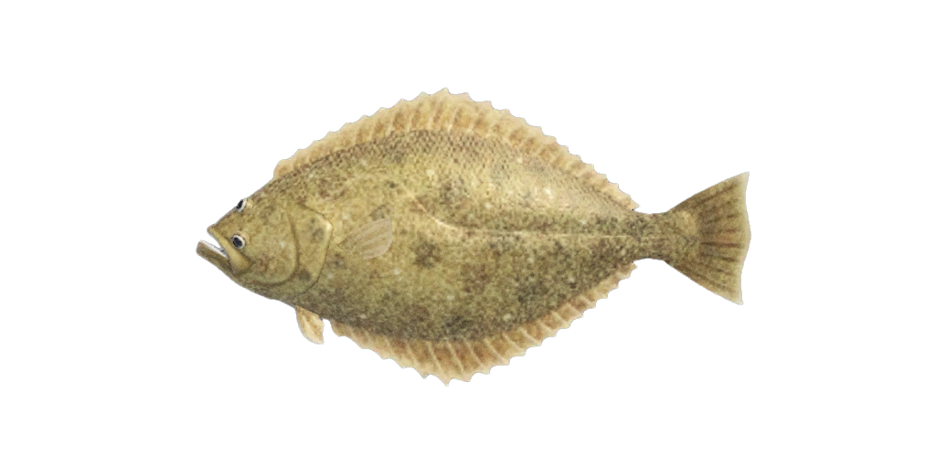 Cardeau, une variété de poissons dans ACNH. Cardeau, une variété de poissons dans ACNH.