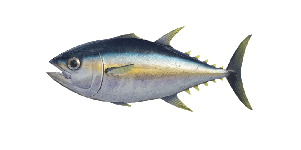 Un thon dans Animal Crossing New Horizons. Un thon dans Animal Crossing New Horizons.