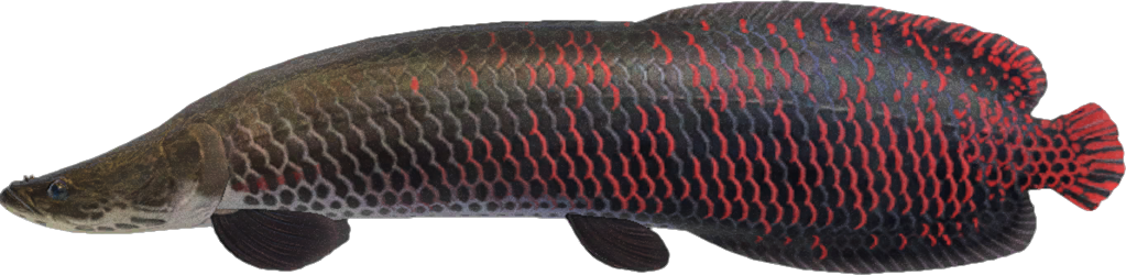 L'Arapaïma apparaît aussi en janvier dans Animal Crossing New Horizons. L'Arapaïma apparaît aussi en janvier dans Animal Crossing New Horizons.