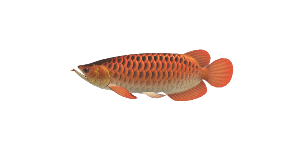 L'Arowana à pêcher en janvier dans l'hémisphère sud. L'Arowana à pêcher en janvier dans l'hémisphère sud.