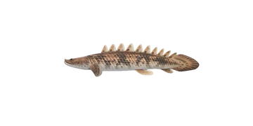 Le bichir dans Animal Crossing New Horizons.