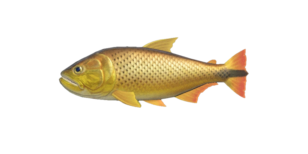 Dorado en janvier dans Animal Crossing New Horizons. Dorado en janvier dans Animal Crossing New Horizons.