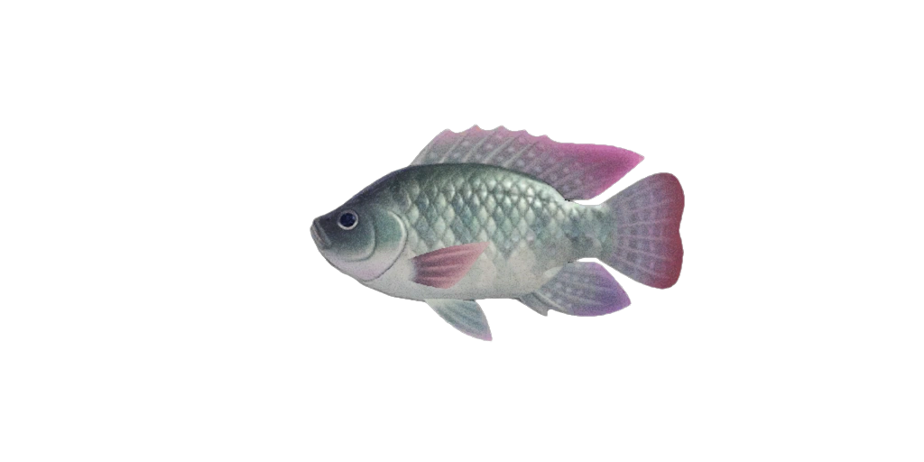 Poisson de type Tilapia. Poisson de type Tilapia.