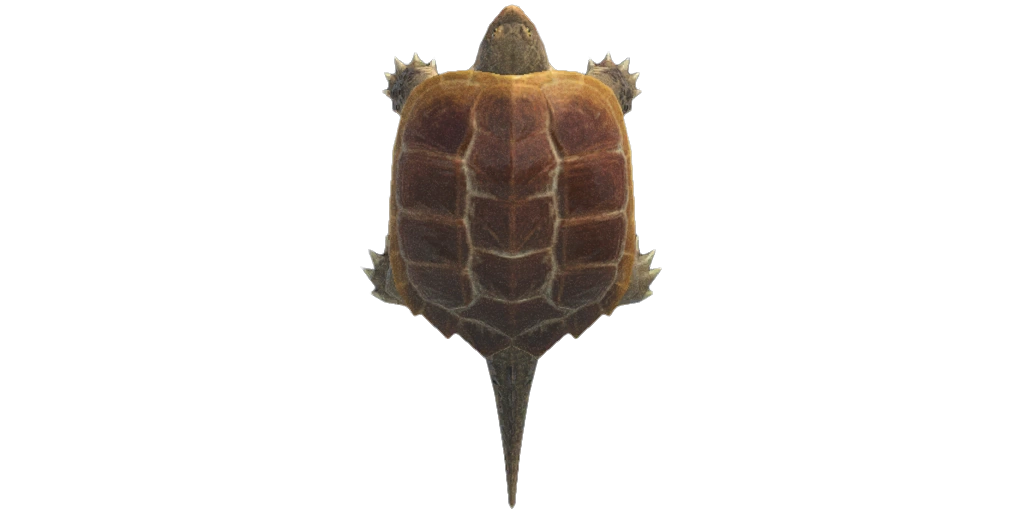 Tortue serpentine dans Animal Crossing New Horizons. Tortue serpentine dans Animal Crossing New Horizons.