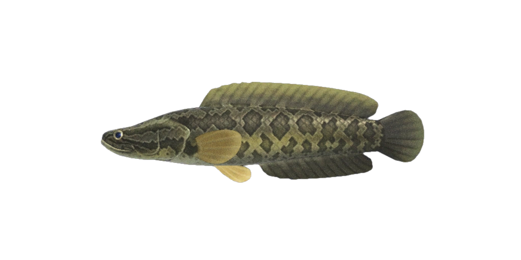 Le tête-de-serpent est un poisson d'Animal Crossing New Horizons. Le tête-de-serpent est un poisson d'Animal Crossing New Horizons.