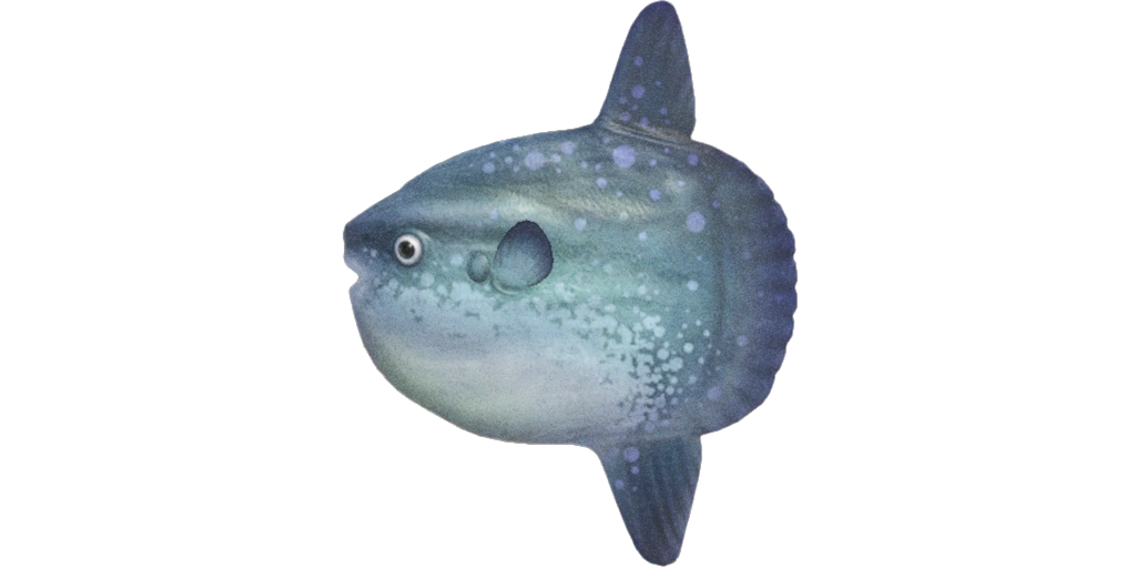 Lune de mer dans Animal Crossing New Horizons. Lune de mer dans Animal Crossing New Horizons.