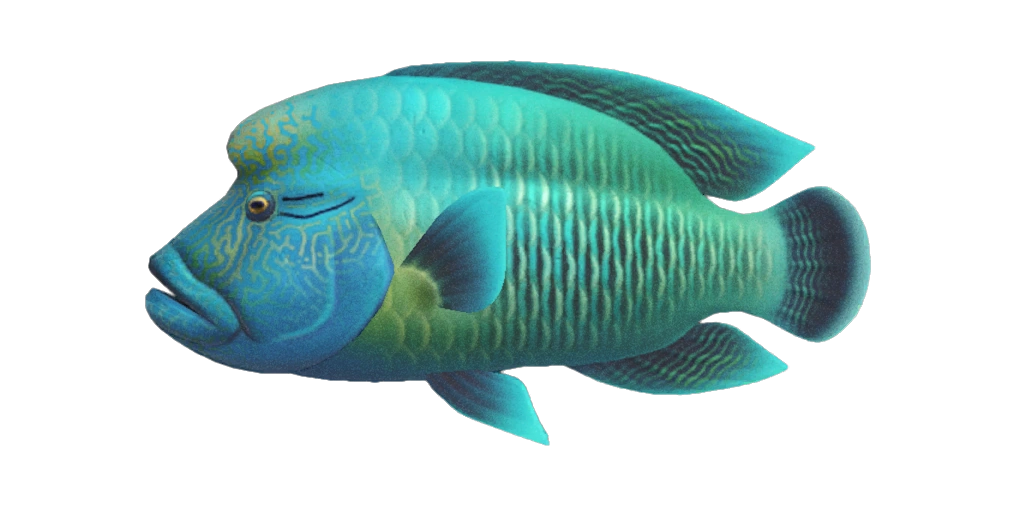 Un poisson Napoléon dans ACNH. Un poisson Napoléon dans ACNH.