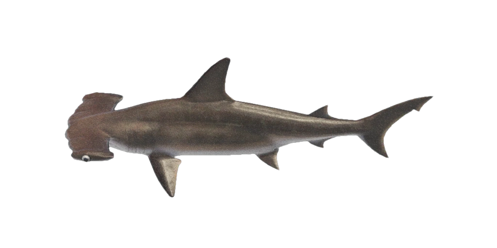 Requin Marteau dans Animal Crossing New Horizons. Requin Marteau dans Animal Crossing New Horizons.