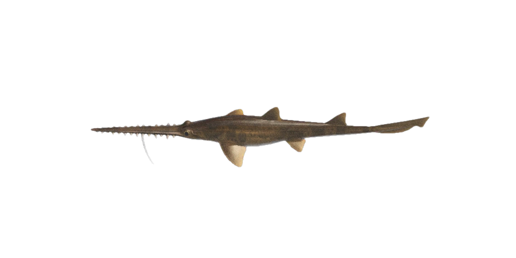 Le Requin Scie du dernier Animal Crossing sur Nintendo Switch 2 et 1. Le Requin Scie du dernier Animal Crossing sur Nintendo Switch 2 et 1.