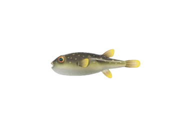 Poisson-Ballon. Poisson-Ballon.