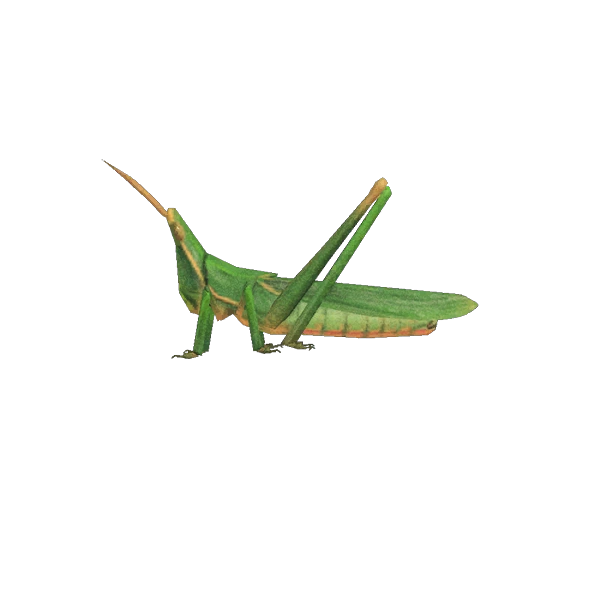 Animal Crossing New Horizons : Acrida cinerea.