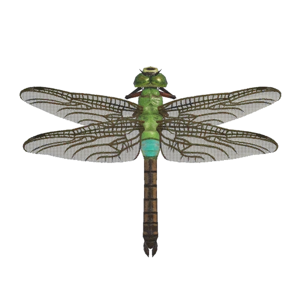 L'Anax napolitain d'Animal Crossing sur Switch 2. L'Anax napolitain d'Animal Crossing sur Switch 2.