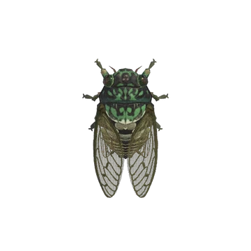 Une Cigale hyalessa dans AC New Horizons sur Switch 1 et 2. Une Cigale hyalessa dans AC New Horizons sur Switch 1 et 2.