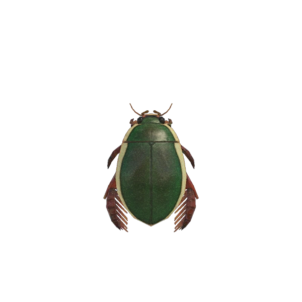 Dytique, un insecte d'Animal Crossing.