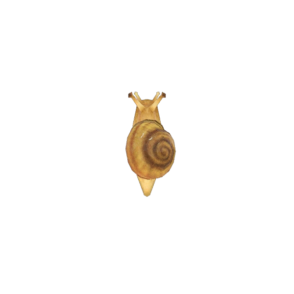 Trouvez un escargot dans Animal Crossing New Horizons. Trouvez un escargot dans Animal Crossing New Horizons.