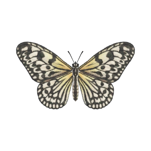 Grand planeur dans Animal Crossing New Horizons. Grand planeur dans Animal Crossing New Horizons.