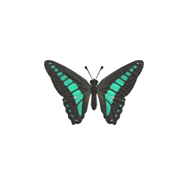 Graphium sarpedon. Graphium sarpedon.