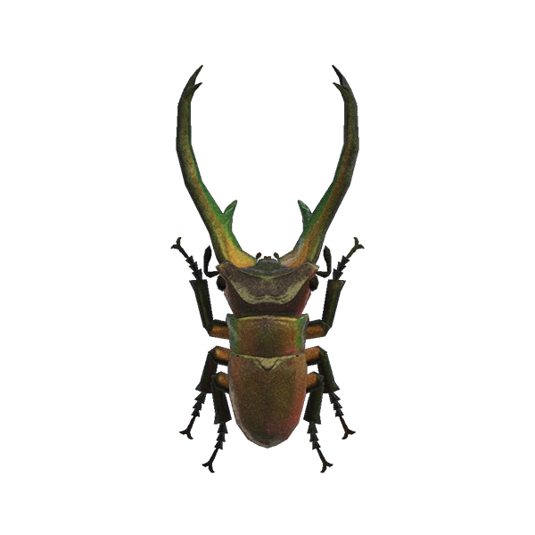Lucane cyclommatus dans ACNH. Lucane cyclommatus dans ACNH.