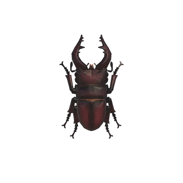 Lucane inclinatus d'Animal Crossing sur Switch et Switch 2. Lucane inclinatus d'Animal Crossing sur Switch et Switch 2.