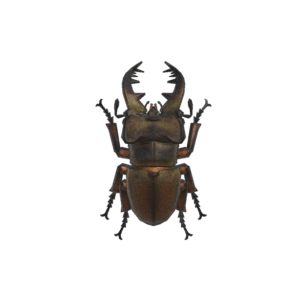 Lucane miyama dans Animal Crossing New Horizons.