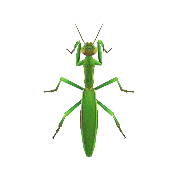 La mante religieuse Ã  attraper dans Animal Crossing New Horizons.