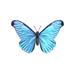Le morpho bleu d'Animal Crossing New Horizons. Le morpho bleu d'Animal Crossing New Horizons.