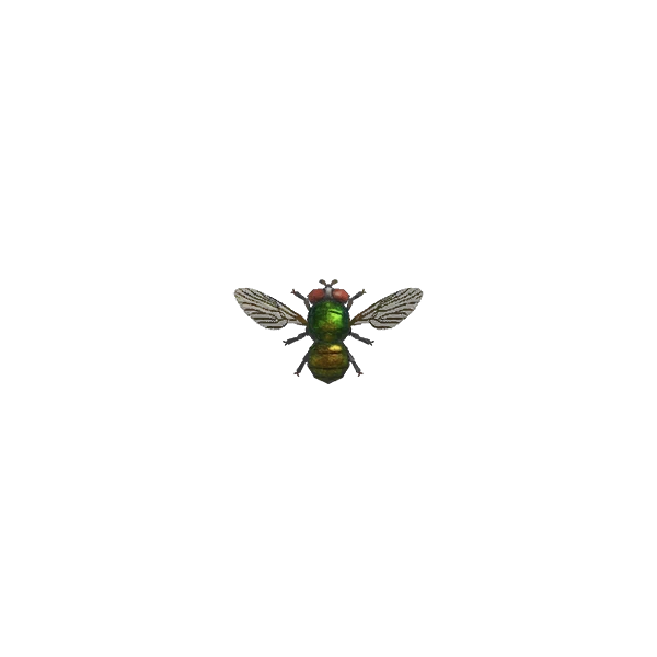 Une mouche d'Animal Crossing New Horizons.