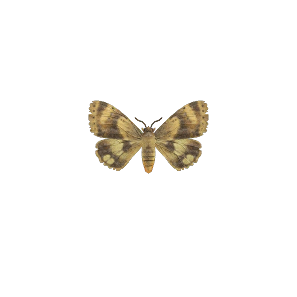 Le papillon de nuit est présent dans Animal Crossing New Horizons. Le papillon de nuit est présent dans Animal Crossing New Horizons.