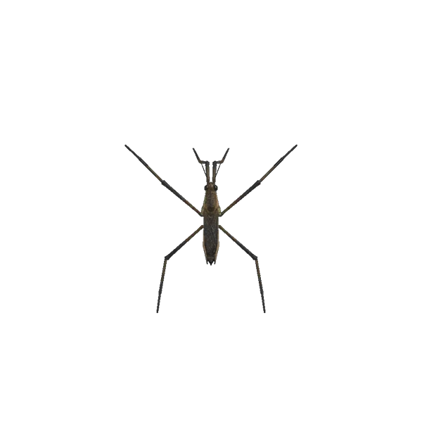 Attrapez un patineur dans Animal Crossing New Horizons. Attrapez un patineur dans Animal Crossing New Horizons.