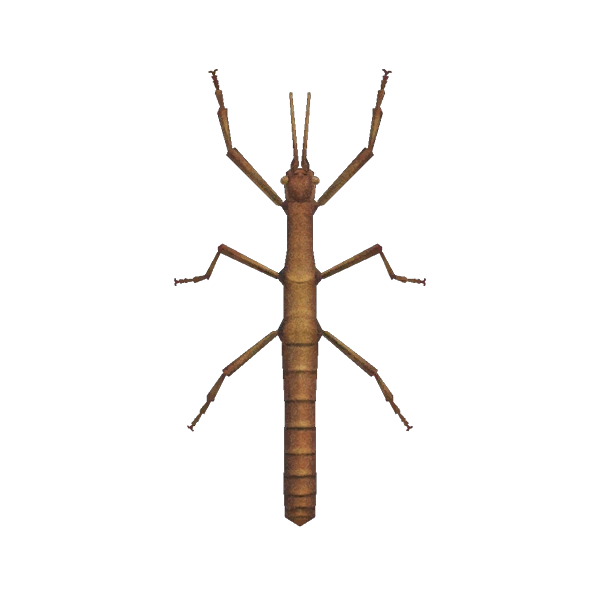 Phasme, un insecte d'Animal Crossing. Phasme, un insecte d'Animal Crossing.