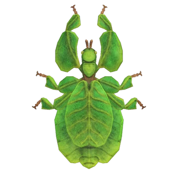 Phyllie d'AC New Horizons. Phyllie d'AC New Horizons.