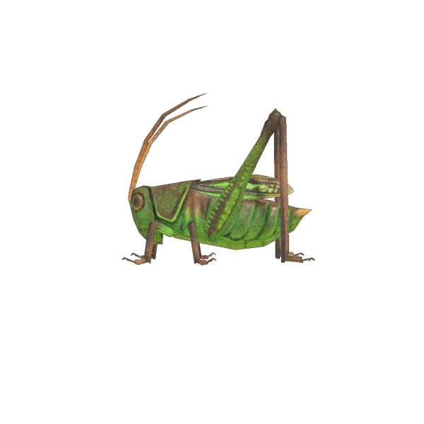 Sauterelle d'Animal Crossing New Horizons. Sauterelle d'Animal Crossing New Horizons.