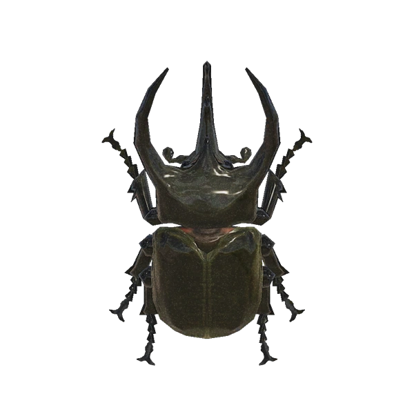 Scarabée atlas dans Animal Crossing New Horizons. Scarabée atlas dans Animal Crossing New Horizons.