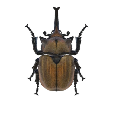 Scarabée éléphant dans Animal Crossing New Horizons. Scarabée éléphant dans Animal Crossing New Horizons.