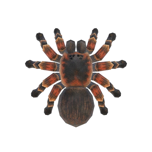 Une tarentule dans Animal Crossing sur les consoles Nintendo Switch. Une tarentule dans Animal Crossing sur les consoles Nintendo Switch.