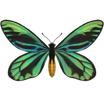 Troides Alexandrae dans Animal Crossing New Horizons.