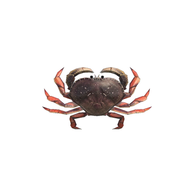 Crabe de Dungeness Ã  collecter sur les consoles Nintendo Switch.