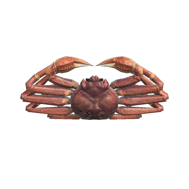 Crabe des neiges dans Animal Crossing New Horizons.