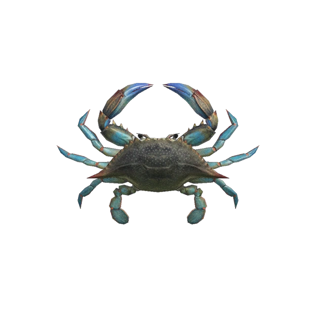 Le crabe gazami d'ACNH.