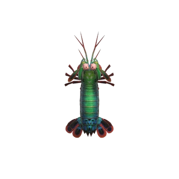 La crevette-mante Ã  collecter dans ACNH.