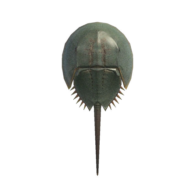 La limule peut être collectée dans AC New Horizons. La limule peut être collectée dans AC New Horizons.