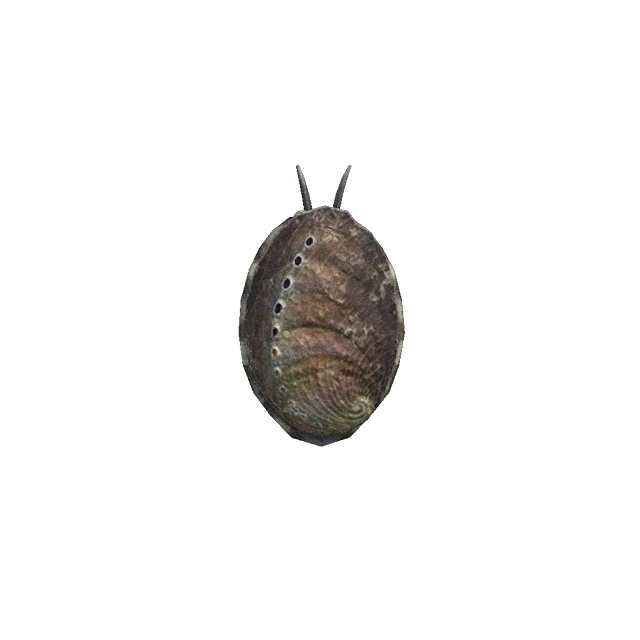 L'ormeau Ã  collectionner dans Animal Crossing New Horizons.