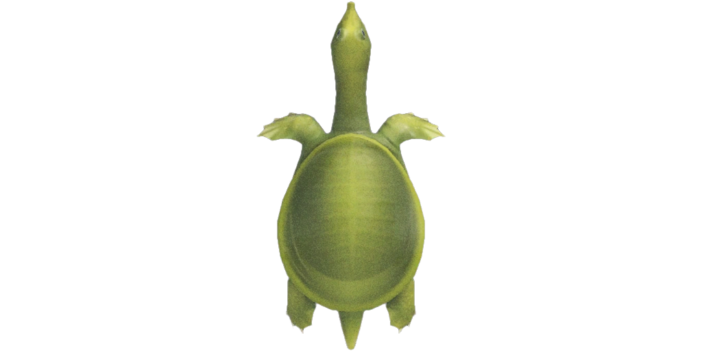 Une Tortue trionyx dans Animal Crossing New Horizons.